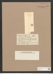 Pleurosigma elegantissimum Castr. (de-Toni-Nr.: Genus 13, Species 1023) Zeichnungen Sammlung Grunow Nr. 2085 (NHMW-BOT-W0368952)